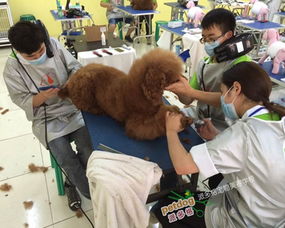 宠物护理学校哪家好,宠物学校哪里比较好