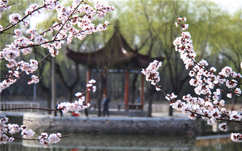 宁夏大学