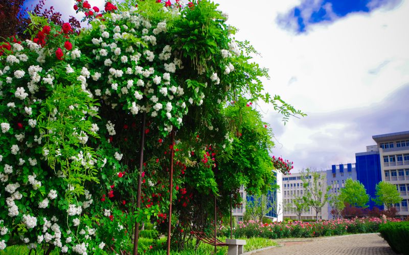 山东城市服务职业学院