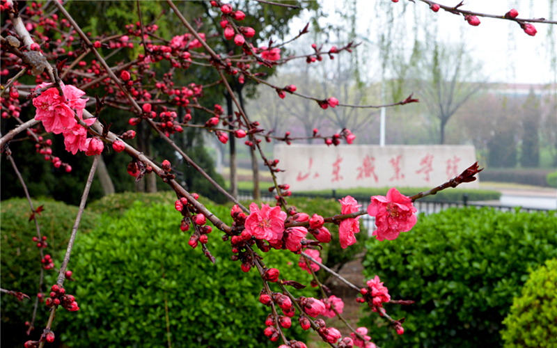 山东职业学院