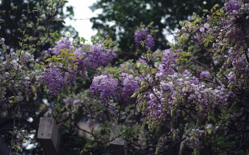 平顶山工业职业技术学院