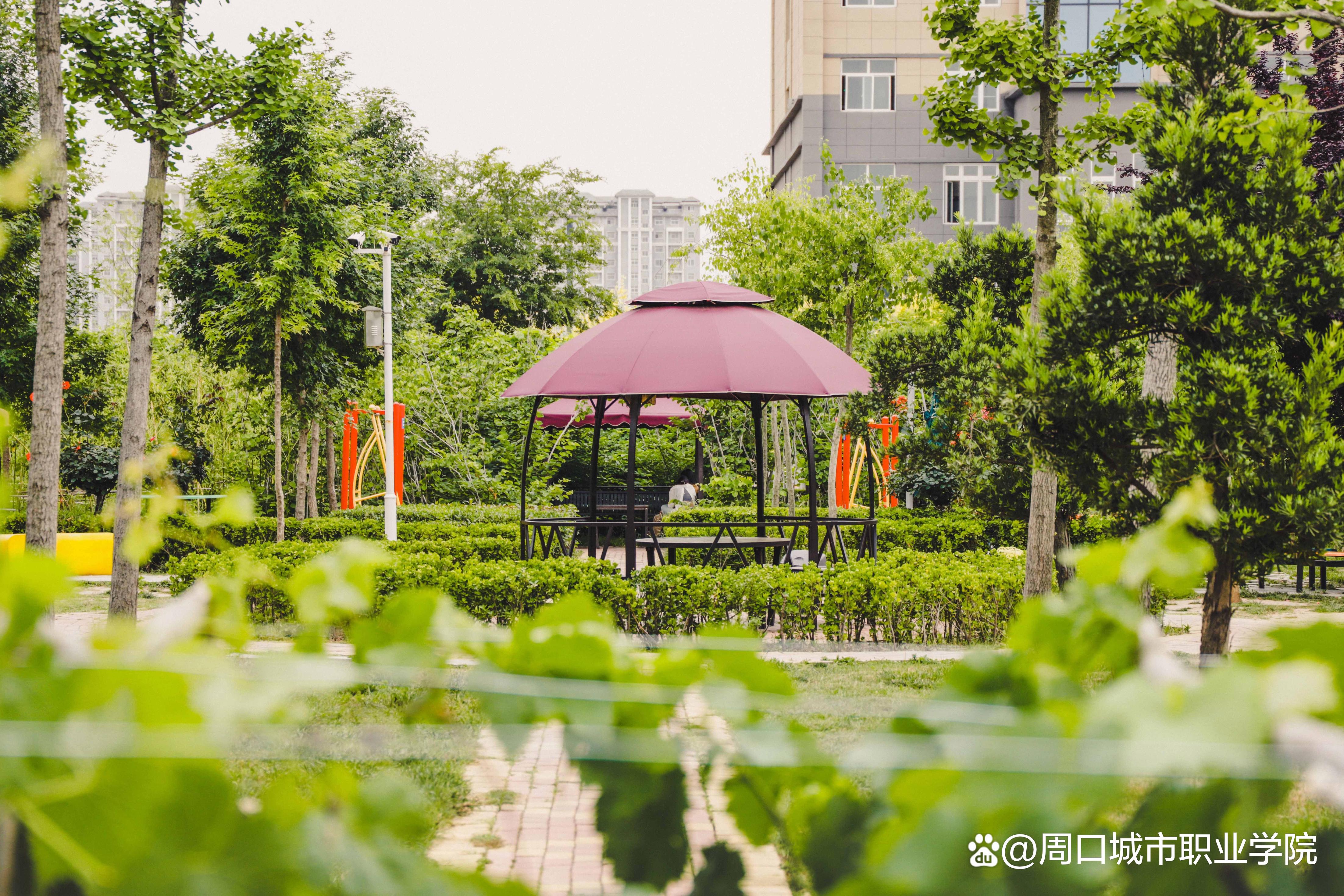 周口城市职业学院