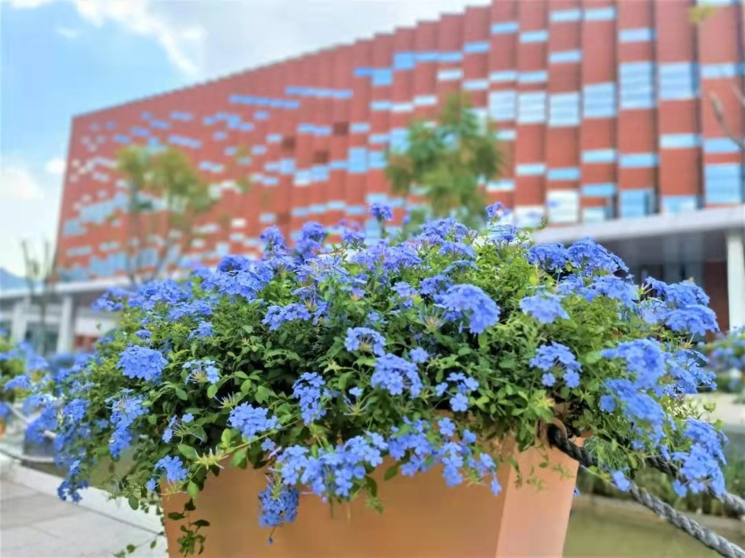 南方科技大学