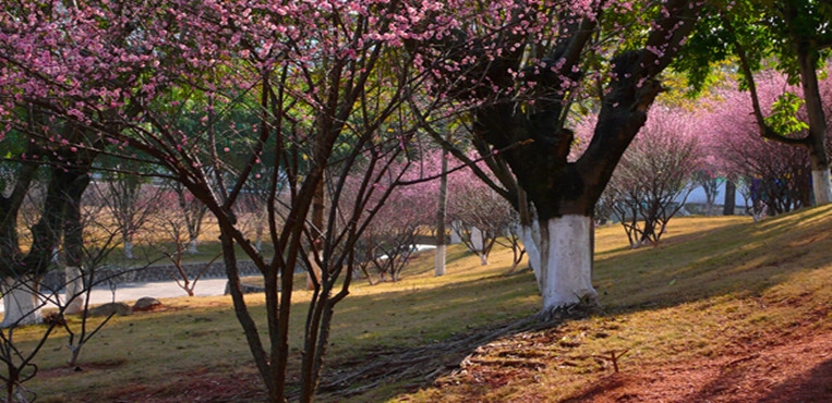 嘉应学院