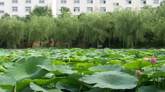 辽宁广告职业学院