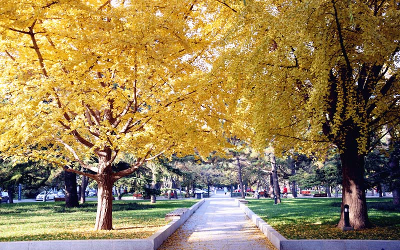 中央民族大学