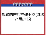 母猪的产后护理书图(母猪产后护书)