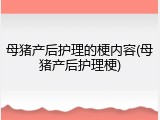 母猪产后护理的梗内容(母猪产后护理梗)