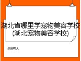 湖北省哪里学宠物美容学校(湖北宠物美容学校)