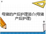 母猪的产后护理简介(母猪产后护理)