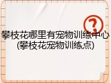 攀枝花哪里有宠物训练中心(攀枝花宠物训练点)