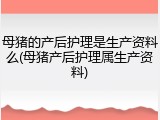 母猪的产后护理是生产资料么(母猪产后护理属生产资料)