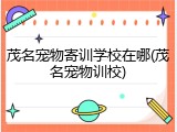 茂名宠物寄训学校在哪(茂名宠物训校)