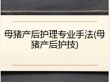 母猪产后护理专业手法(母猪产后护技)