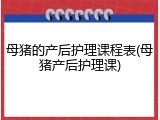 母猪的产后护理课程表(母猪产后护理课)