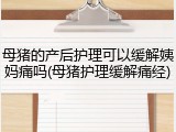 母猪的产后护理可以缓解姨妈痛吗(母猪护理缓解痛经)
