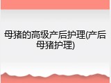 母猪的高级产后护理(产后母猪护理)