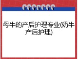 母牛的产后护理专业(奶牛产后护理)