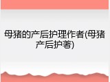 母猪的产后护理作者(母猪产后护著)