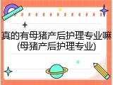 真的有母猪产后护理专业嘛(母猪产后护理专业)