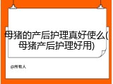 母猪的产后护理真好使么(母猪产后护理好用)
