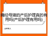 痛经母猪的产后护理真的有用吗(产后护理有用吗)