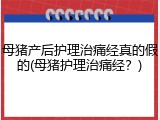 母猪产后护理治痛经真的假的(母猪护理治痛经？)