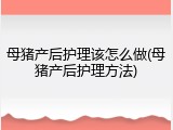 母猪产后护理该怎么做(母猪产后护理方法)