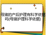 母猪的产后护理有科学依据吗(母猪护理科学依据)