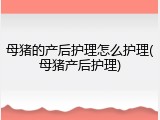 母猪的产后护理怎么护理(母猪产后护理)