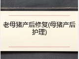 老母猪产后修复(母猪产后护理)