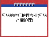母猪的产后护理专业(母猪产后护理)
